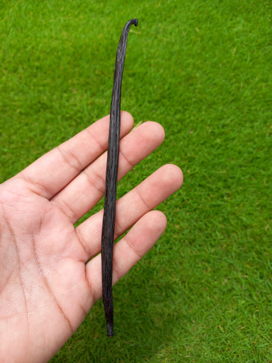 Original Madagascar Black Vanilla Pod Stick