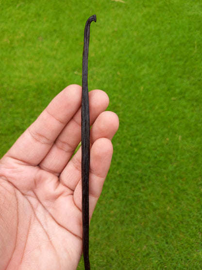 Original Madagascar Black  Vanilla Pod Stick
