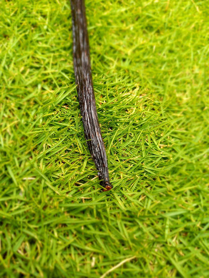 Original Madagascar Black  Vanilla Pod Stick